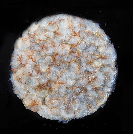 Pureté marine